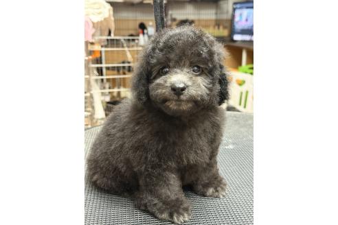 販売中の栃木県のタイニープードル-393108の2枚目