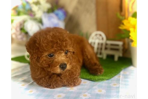 販売中の鹿児島県のタイニープードル-393113の3枚目