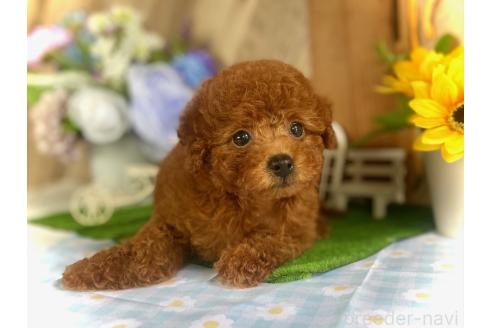販売中の鹿児島県のタイニープードル-393113の2枚目