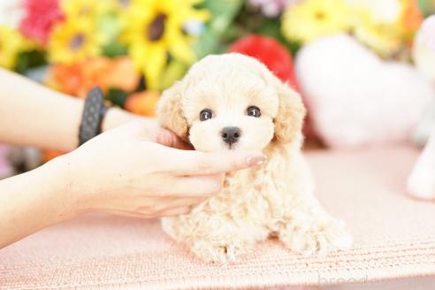 販売中の埼玉県のマルプー:マルチーズ×トイプードル-393111の4枚目