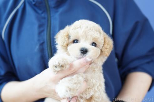 販売中の埼玉県のマルプー:マルチーズ×トイプードル-393111の2枚目