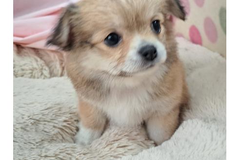 成約済の愛知県のミックス犬-387892の6枚目