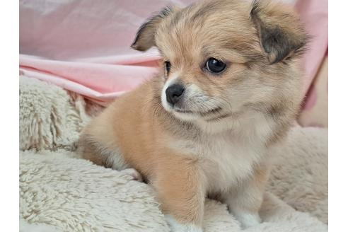 成約済の愛知県のミックス犬-387892の5枚目