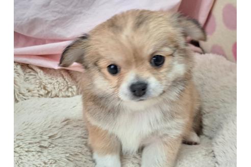 成約済の愛知県のミックス犬-387892の4枚目