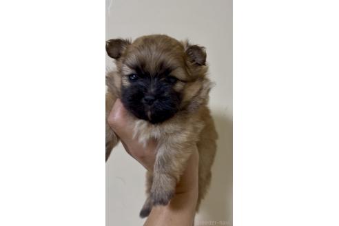 販売中の熊本県のミックス犬-391188