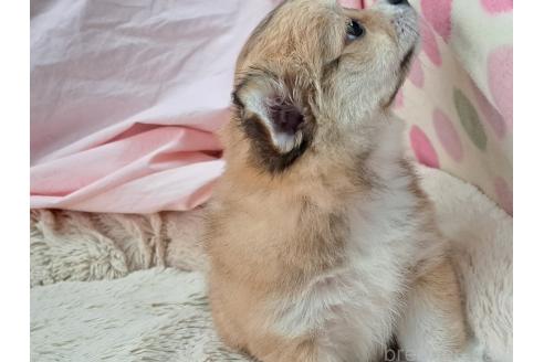 成約済の愛知県のミックス犬-387892の3枚目