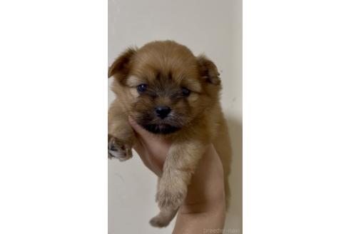 販売中の熊本県のミックス犬-391189