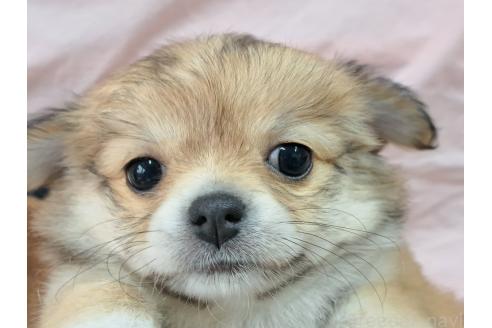 成約済の愛知県のミックス犬-387892の2枚目