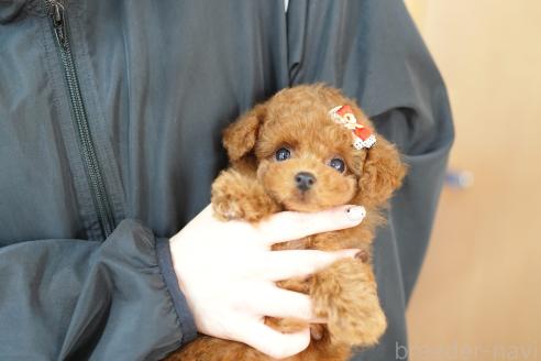 販売中の埼玉県のトイプードル-393112の2枚目