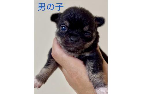 販売中の熊本県のチワワ(ロングコート)-393116