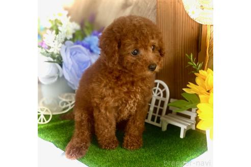 販売中の鹿児島県のタイニープードル-393117の5枚目