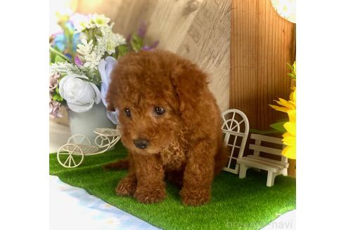 販売中の鹿児島県のタイニープードル-393117の4枚目