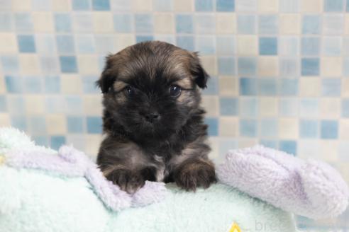 販売中の福岡県のミックス犬-387534