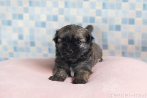 販売中の福岡県のミックス犬-387534の24枚目