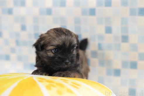 販売中の福岡県のミックス犬-387534の22枚目