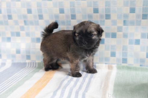 販売中の福岡県のミックス犬-387534の21枚目