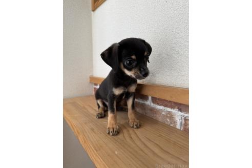 販売中の鹿児島県のチワックス:チワワ×ミニチュアダックスフンド-383199の2枚目