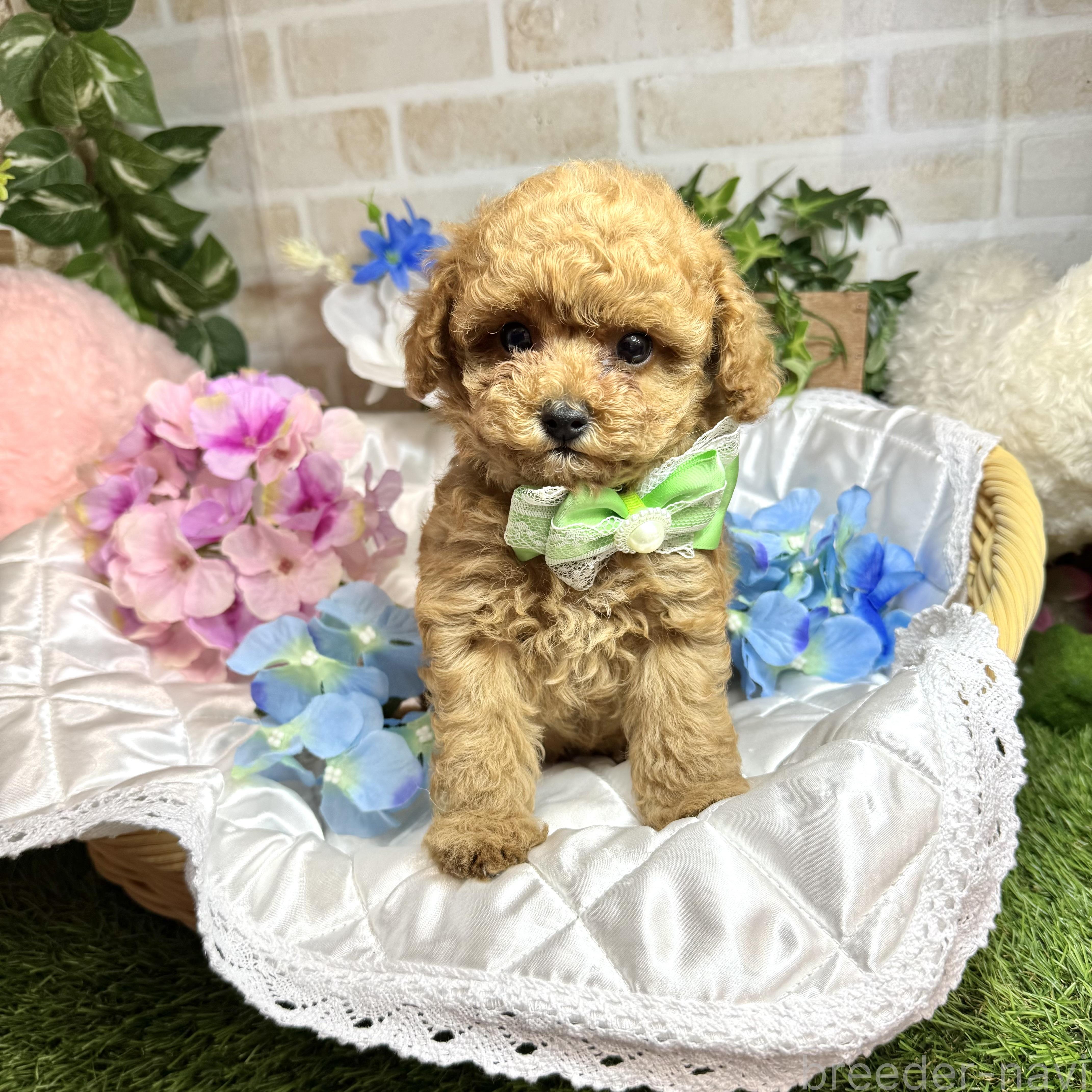 販売中の愛知県のトイプードル-387421