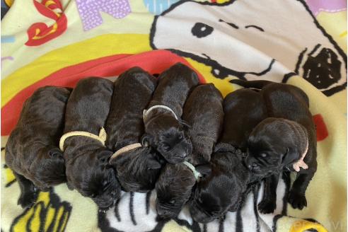 販売中の徳島県のグレートデン-393119の1枚目