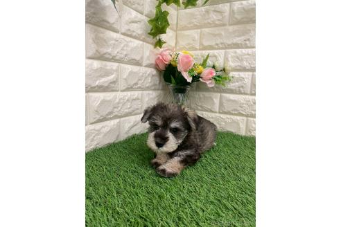 販売中の岡山県のミニチュアシュナウザー-393010の16枚目