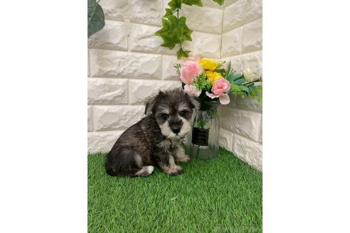 販売中の岡山県のミニチュアシュナウザー-393010の8枚目