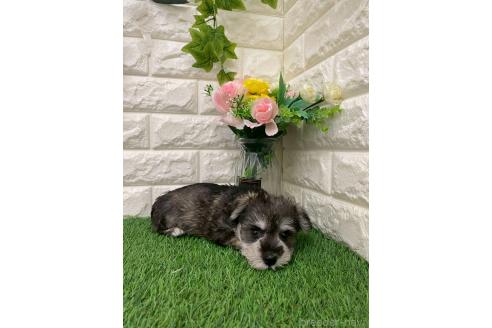 販売中の岡山県のミニチュアシュナウザー-393010の7枚目