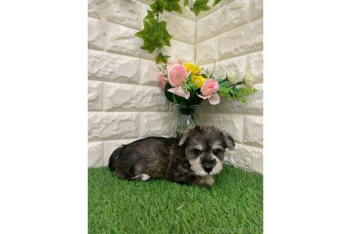 販売中の岡山県のミニチュアシュナウザー-393010の6枚目