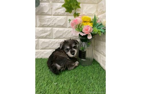 販売中の岡山県のミニチュアシュナウザー-393010の5枚目