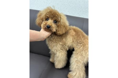 販売中の神奈川県のタイニープードル-393127の2枚目