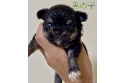 販売中の熊本県のチワワ(ロングコート)-393128の1枚目