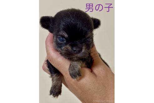 販売中の熊本県のチワワ(ロングコート)-393130の1枚目