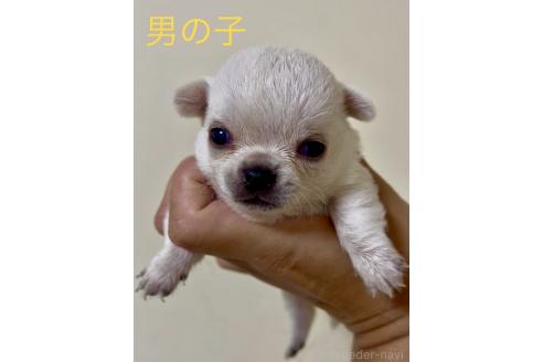 販売中の熊本県のチワワ(ロングコート)-393131