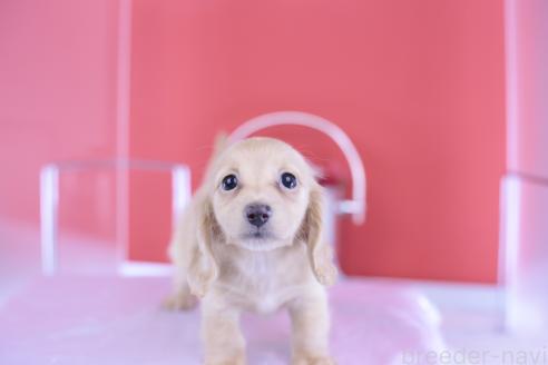 成約済の愛知県のカニンヘンダックスフンド(ロングヘアード)-389029の5枚目
