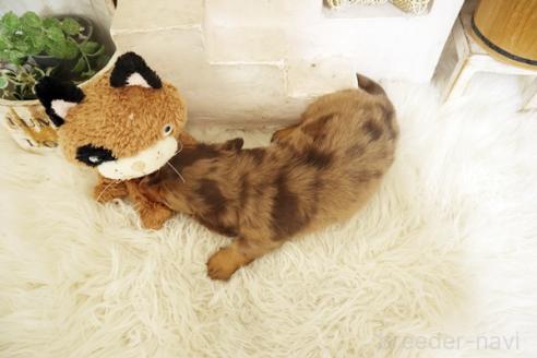 販売中の佐賀県のミニチュアダックスフンド(ロングヘアード)-392331の2枚目