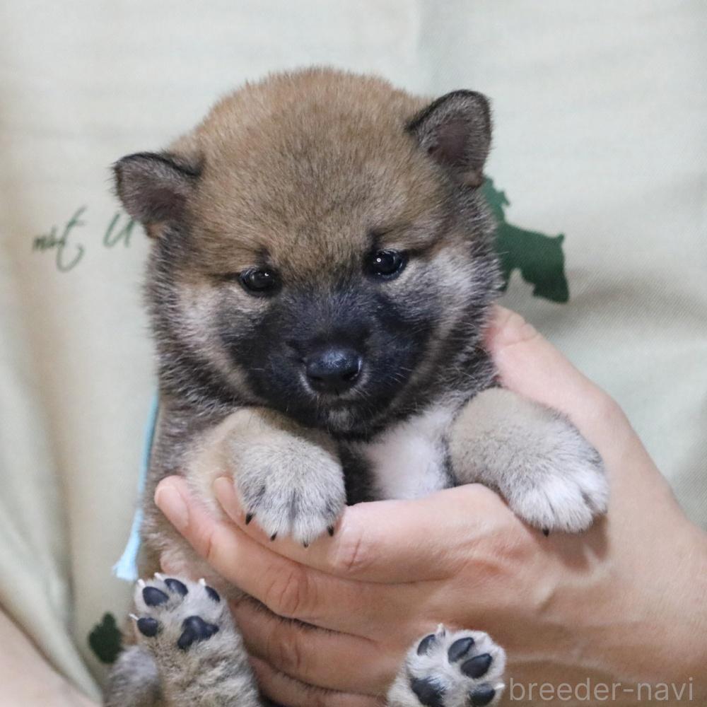 販売中の静岡県の柴犬-391924