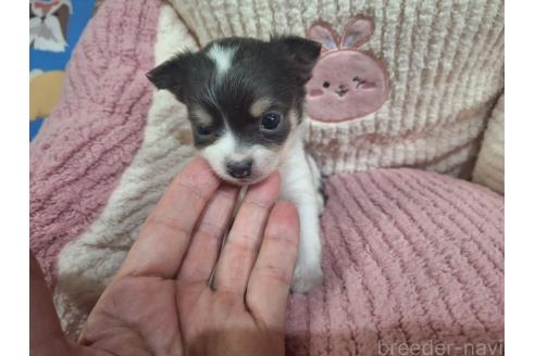 販売中の長野県のチワワ(ロングコート)-393149の4枚目