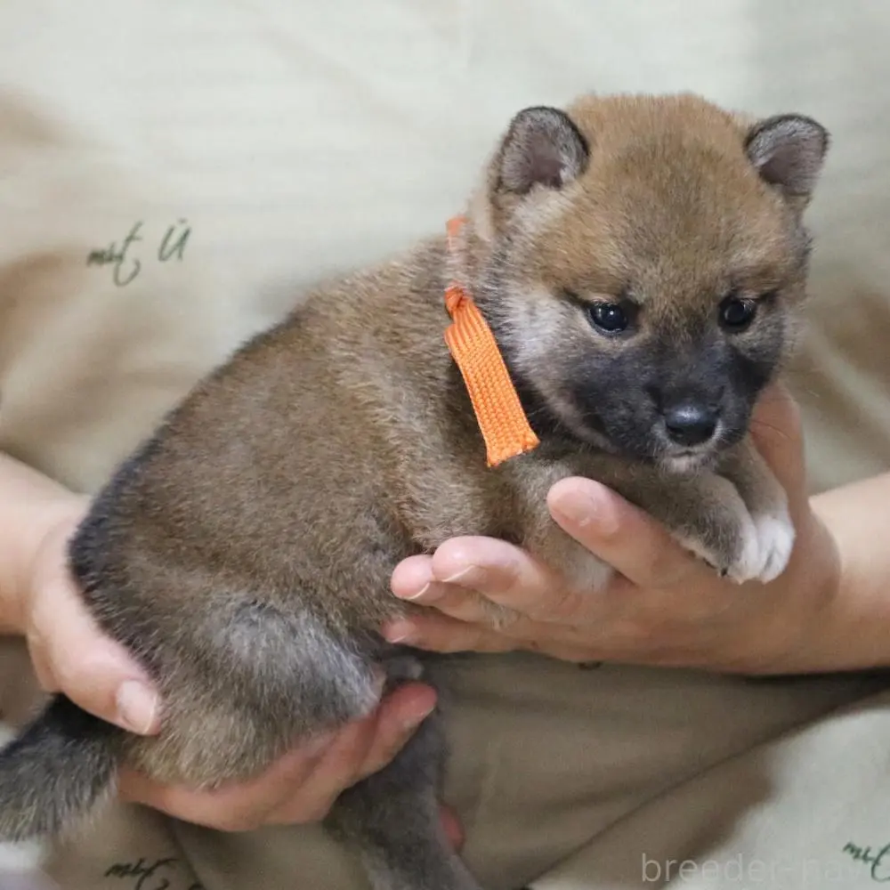 商談中の静岡県の柴犬-393150の4枚目