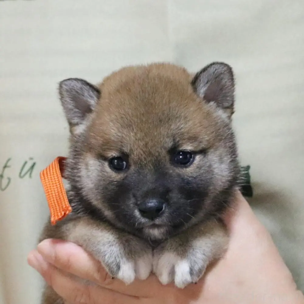 商談中の静岡県の柴犬-393150