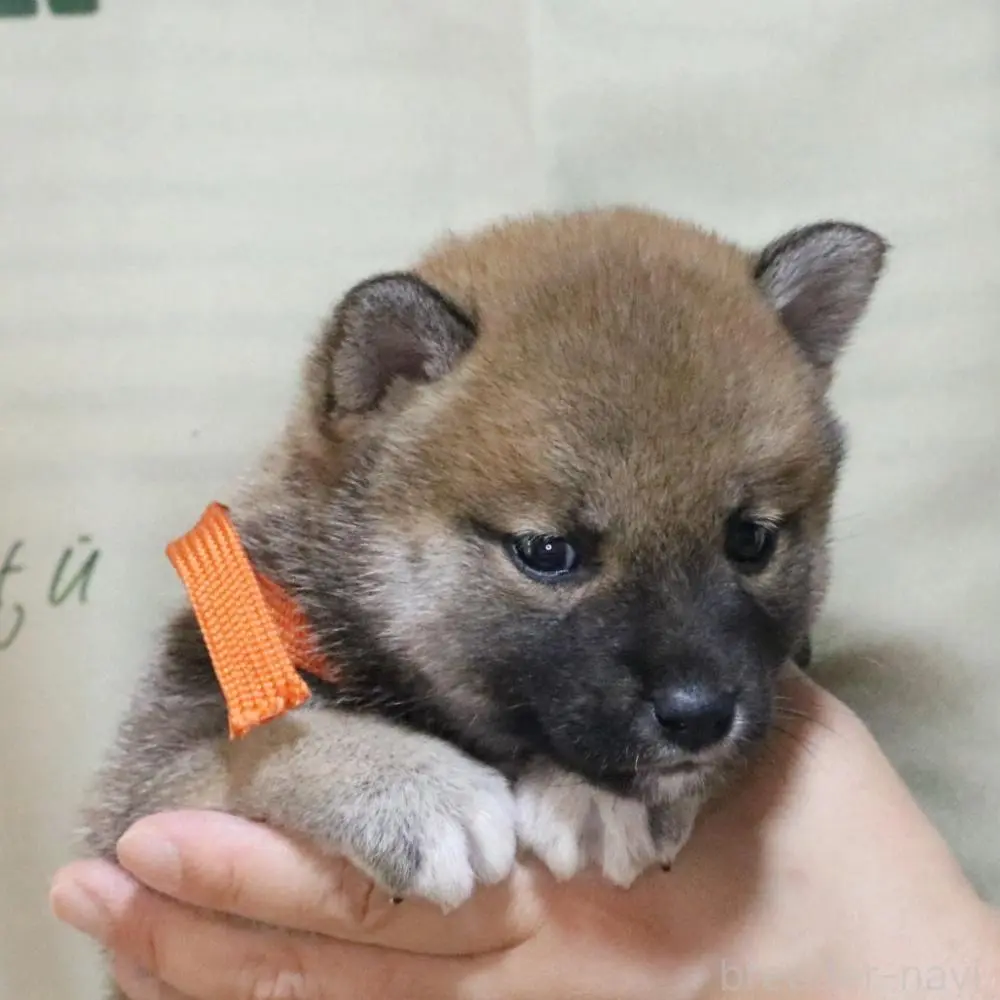 商談中の静岡県の柴犬-393150の3枚目