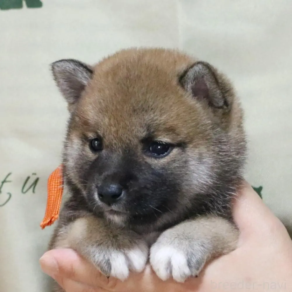 商談中の静岡県の柴犬-393150の2枚目