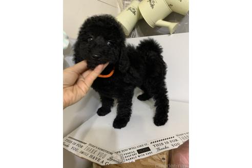 成約済の千葉県のミディアムプードル-393152の5枚目