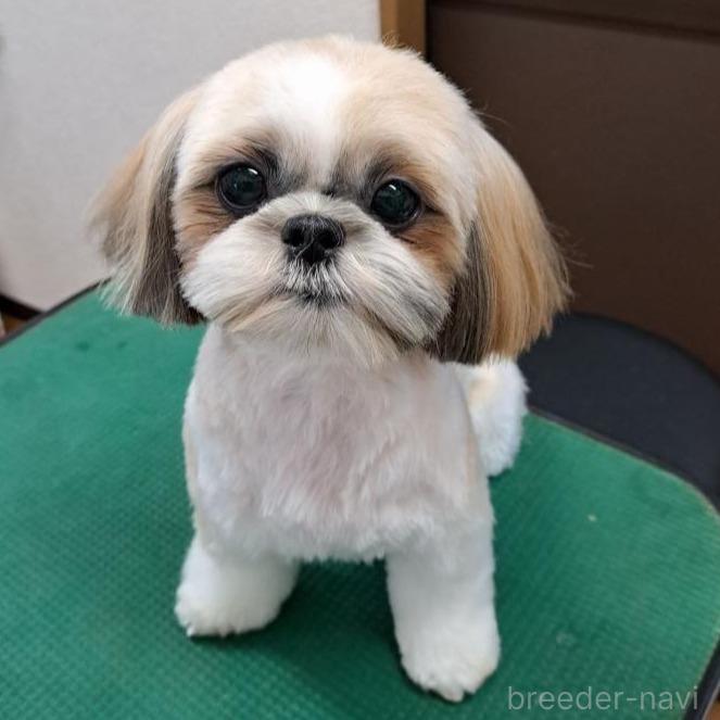ののシーズー-