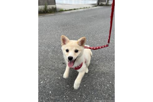 販売中の埼玉県のミックス犬-382010の2枚目
