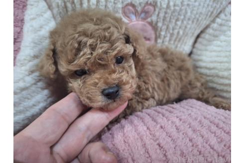 販売中の長野県のトイプードル-393156の3枚目