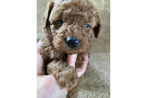販売中の北海道のトイプードル-393158