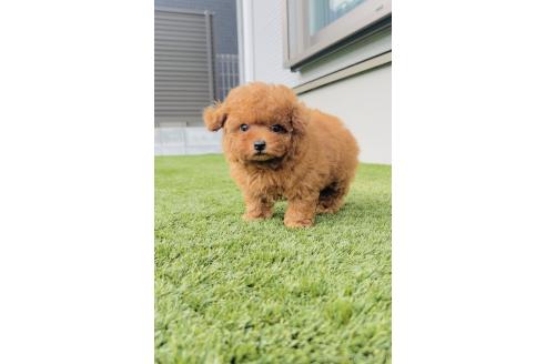 販売中の福岡県のティーカッププードル-393161の6枚目