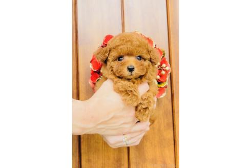 販売中の福岡県のティーカッププードル-393161の4枚目