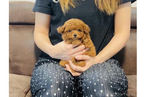 販売中の福岡県のティーカッププードル-393161の3枚目