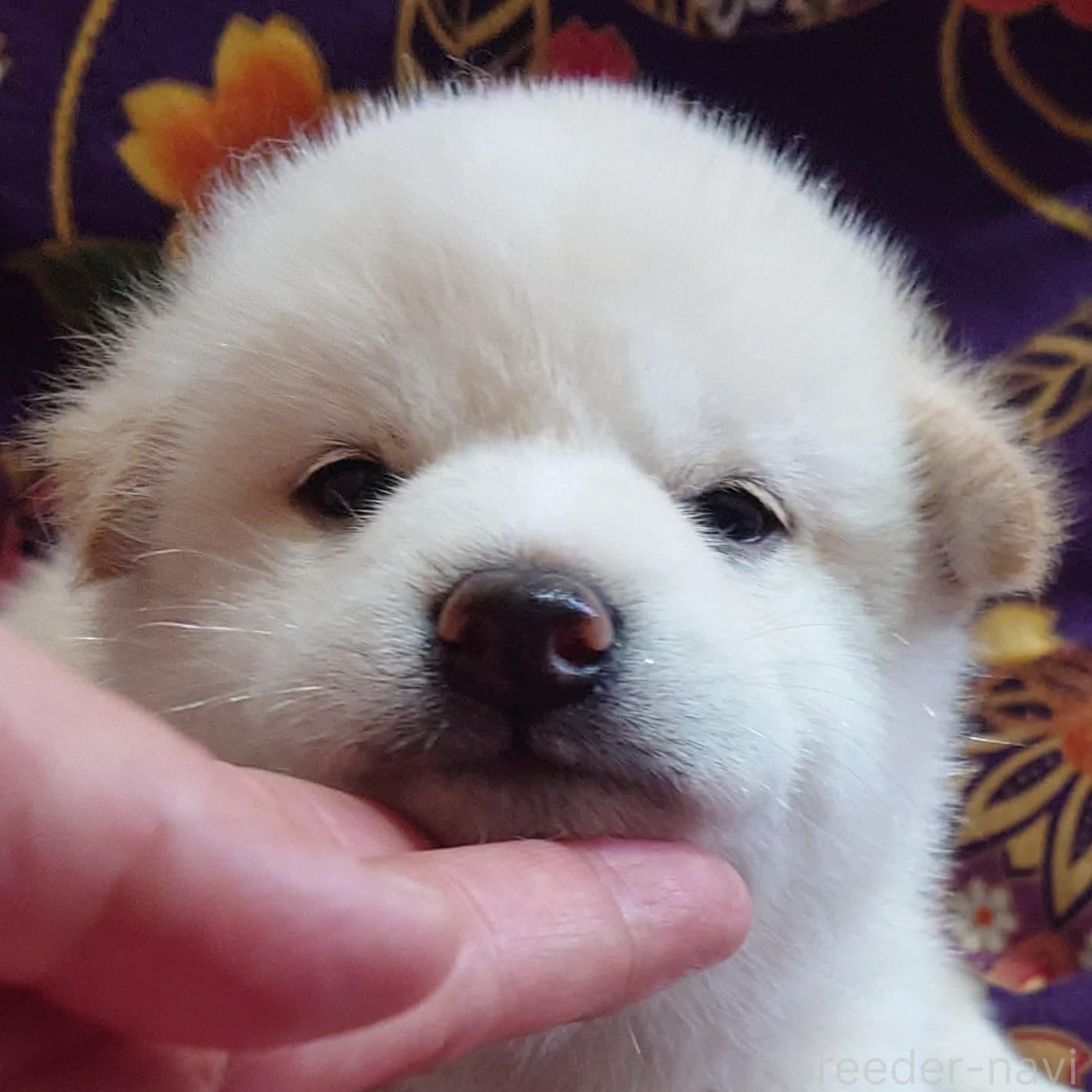 販売中の大阪府の柴犬-393163