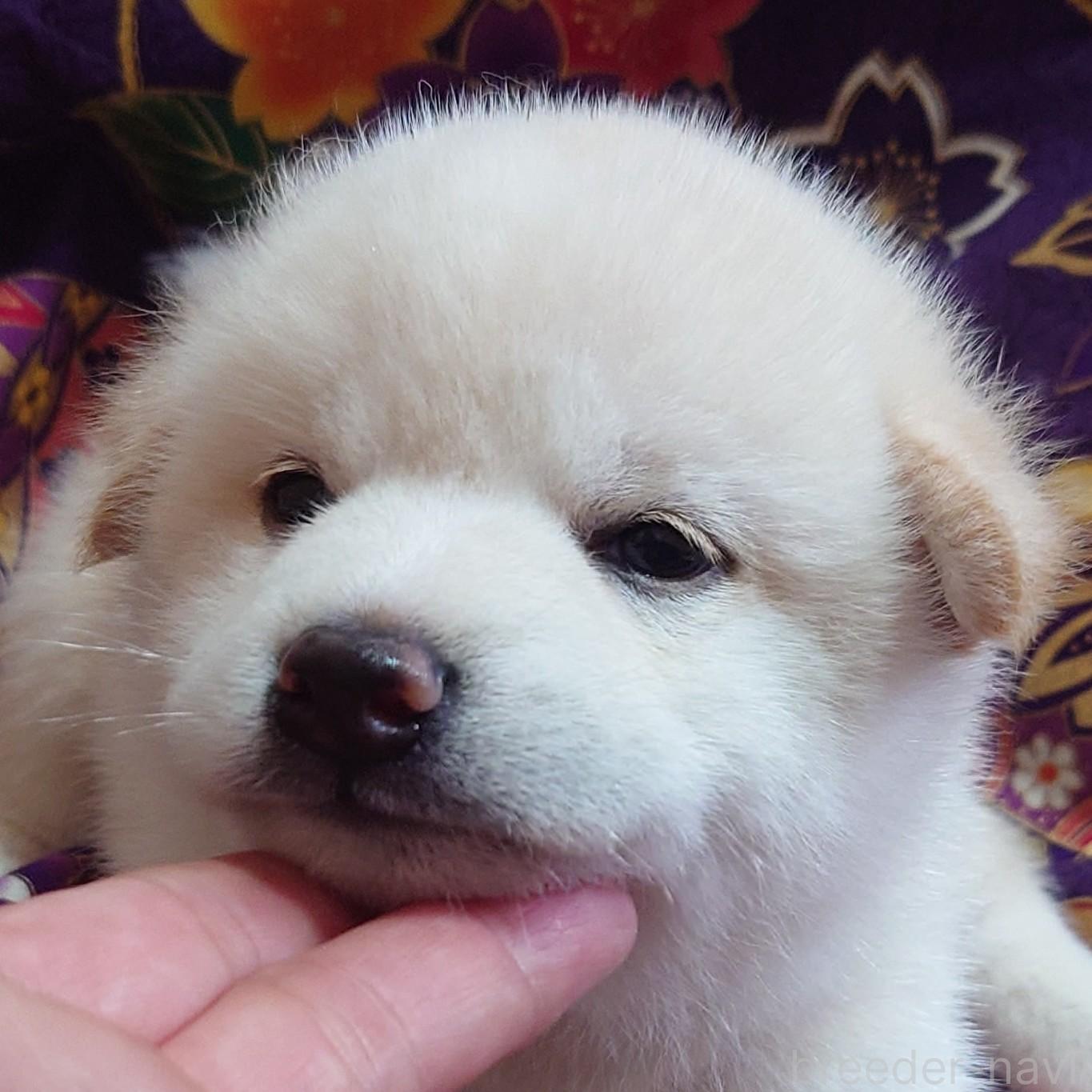 販売中の大阪府の柴犬-393163の6枚目